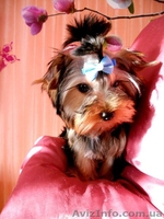 Милые детки йоркширского терьера - <ro>Изображение</ro><ru>Изображение</ru> #8, <ru>Объявление</ru> #859191