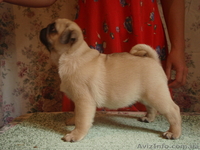 Щенки мопса с выставочными данными. От чемпионов. - <ro>Изображение</ro><ru>Изображение</ru> #3, <ru>Объявление</ru> #895409