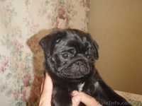 Щенки мопса с выставочными данными. От чемпионов. - <ro>Изображение</ro><ru>Изображение</ru> #4, <ru>Объявление</ru> #895409