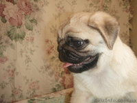 Щенки мопса с выставочными данными. От чемпионов. - <ro>Изображение</ro><ru>Изображение</ru> #5, <ru>Объявление</ru> #895409