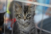 отдам в дар котят , только в добрые руки - <ro>Изображение</ro><ru>Изображение</ru> #3, <ru>Объявление</ru> #951475