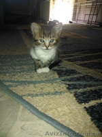 Кузьма и Василий - <ro>Изображение</ro><ru>Изображение</ru> #2, <ru>Объявление</ru> #946636