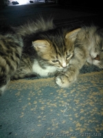 Кузьма и Василий - <ro>Изображение</ro><ru>Изображение</ru> #3, <ru>Объявление</ru> #946636