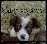 Отдам щенков в добрые руки - <ro>Изображение</ro><ru>Изображение</ru> #1, <ru>Объявление</ru> #955128