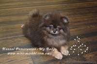 VIP Щеночки карликового померанского шпица высокого качества Тип-Мишки! - <ro>Изображение</ro><ru>Изображение</ru> #5, <ru>Объявление</ru> #955000