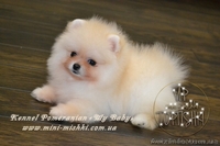 VIP Щеночки карликового померанского шпица высокого качества Тип-Мишки! - <ro>Изображение</ro><ru>Изображение</ru> #1, <ru>Объявление</ru> #955000