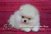 VIP Щеночки карликового померанского шпица высокого качества Тип-Мишки! - <ro>Изображение</ro><ru>Изображение</ru> #2, <ru>Объявление</ru> #955000