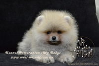 VIP Щеночки карликового померанского шпица высокого качества Тип-Мишки! - <ro>Изображение</ro><ru>Изображение</ru> #3, <ru>Объявление</ru> #955000