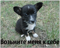 Отдам щенков в добрые руки - <ro>Изображение</ro><ru>Изображение</ru> #4, <ru>Объявление</ru> #955128