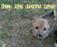 Отдам щенков в добрые руки - <ro>Изображение</ro><ru>Изображение</ru> #2, <ru>Объявление</ru> #955128