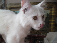 отдам котенка  бесплатно - <ro>Изображение</ro><ru>Изображение</ru> #3, <ru>Объявление</ru> #956838