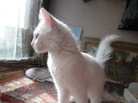 отдам котенка  бесплатно - <ro>Изображение</ro><ru>Изображение</ru> #4, <ru>Объявление</ru> #956838