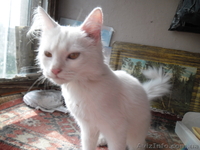 отдам котенка  бесплатно - <ro>Изображение</ro><ru>Изображение</ru> #1, <ru>Объявление</ru> #956838