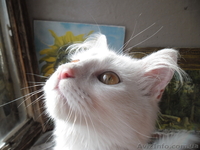 отдам котенка  в хорошие руки - <ro>Изображение</ro><ru>Изображение</ru> #4, <ru>Объявление</ru> #956837