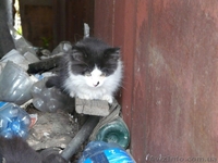 Очень пушистые котята мечтают о доме!!! - <ro>Изображение</ro><ru>Изображение</ru> #2, <ru>Объявление</ru> #974654