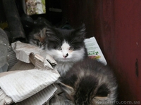 Очень пушистые котята мечтают о доме!!! - <ro>Изображение</ro><ru>Изображение</ru> #3, <ru>Объявление</ru> #974654