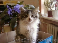 Маленькое чудо ищет любящих заботливых хозяев!! - <ro>Изображение</ro><ru>Изображение</ru> #1, <ru>Объявление</ru> #981126