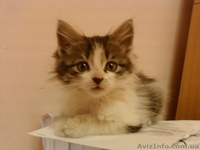 Маленькое чудо ищет любящих заботливых хозяев!! - <ro>Изображение</ro><ru>Изображение</ru> #2, <ru>Объявление</ru> #981126