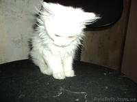 Котенок ангорской кошки в хорошие руки - <ro>Изображение</ro><ru>Изображение</ru> #2, <ru>Объявление</ru> #971199