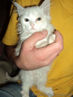 Котенок ангорской кошки в хорошие руки - <ro>Изображение</ro><ru>Изображение</ru> #3, <ru>Объявление</ru> #971199