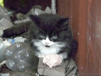 Очень пушистые котята мечтают о доме!!! - <ro>Изображение</ro><ru>Изображение</ru> #1, <ru>Объявление</ru> #974654