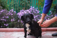 Отдам в хорошие руки собачку!!! - <ro>Изображение</ro><ru>Изображение</ru> #2, <ru>Объявление</ru> #975912