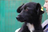 Отдам в хорошие руки собачку!!! - <ro>Изображение</ro><ru>Изображение</ru> #1, <ru>Объявление</ru> #975912