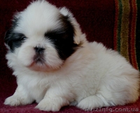 Супер щенки пекинеса!!! - <ro>Изображение</ro><ru>Изображение</ru> #2, <ru>Объявление</ru> #1010679