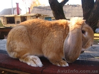 Кролики. Разведение и продажа. - <ro>Изображение</ro><ru>Изображение</ru> #4, <ru>Объявление</ru> #577859