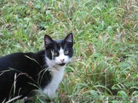 Молоденькая кошечка мечтает о доме.  - <ro>Изображение</ro><ru>Изображение</ru> #2, <ru>Объявление</ru> #1023016