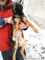 Два мальчика и девочка ищут семью!!!  - <ro>Изображение</ro><ru>Изображение</ru> #3, <ru>Объявление</ru> #1030080