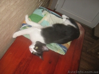 Котенок-девочка ищет заботливых хозяев!    - <ro>Изображение</ro><ru>Изображение</ru> #5, <ru>Объявление</ru> #1022407