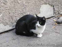 Молоденькая кошечка мечтает о доме.  - <ro>Изображение</ro><ru>Изображение</ru> #3, <ru>Объявление</ru> #1023016