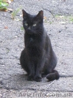 Молодая кошечка мечтает о семье!!!  - <ro>Изображение</ro><ru>Изображение</ru> #3, <ru>Объявление</ru> #1023023
