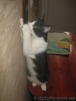 Котенок-девочка ищет заботливых хозяев!    - <ro>Изображение</ro><ru>Изображение</ru> #4, <ru>Объявление</ru> #1022407