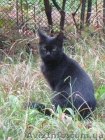 Молодая кошечка мечтает о семье!!!  - <ro>Изображение</ro><ru>Изображение</ru> #4, <ru>Объявление</ru> #1023023