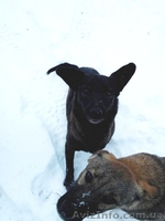 Два мальчика и девочка ищут семью!!!  - <ro>Изображение</ro><ru>Изображение</ru> #5, <ru>Объявление</ru> #1030080