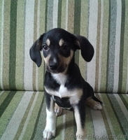 Мальчик и две девочки ждут Вас!!!  - <ro>Изображение</ro><ru>Изображение</ru> #4, <ru>Объявление</ru> #1029638