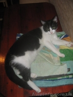 Котенок-девочка ищет заботливых хозяев!    - <ro>Изображение</ro><ru>Изображение</ru> #3, <ru>Объявление</ru> #1022407