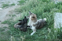 Два мальчика и девочка ищут семью!!!  - <ro>Изображение</ro><ru>Изображение</ru> #7, <ru>Объявление</ru> #1030080