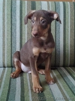 Мальчик и две девочки ждут Вас!!!  - <ro>Изображение</ro><ru>Изображение</ru> #3, <ru>Объявление</ru> #1029638