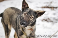 Метис овчарки отдам в хорошие руки!!  - <ro>Изображение</ro><ru>Изображение</ru> #1, <ru>Объявление</ru> #1029706