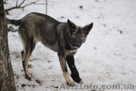 Метис овчарки отдам в хорошие руки!!  - <ro>Изображение</ro><ru>Изображение</ru> #4, <ru>Объявление</ru> #1029706