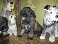  Щенки миттельшнауцера от титулованных родителей - <ro>Изображение</ro><ru>Изображение</ru> #2, <ru>Объявление</ru> #1019421