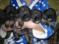 Породистые щенки миттельшнауцера от титулованных родителей - <ro>Изображение</ro><ru>Изображение</ru> #1, <ru>Объявление</ru> #1019419