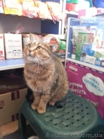 Замечательная молодая кошечка ищет семью!  - <ro>Изображение</ro><ru>Изображение</ru> #2, <ru>Объявление</ru> #1029068
