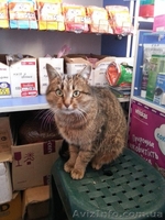 Замечательная молодая кошечка ищет семью!  - <ro>Изображение</ro><ru>Изображение</ru> #1, <ru>Объявление</ru> #1029068