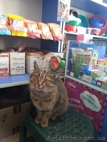 Замечательная молодая кошечка ищет семью!  - <ro>Изображение</ro><ru>Изображение</ru> #3, <ru>Объявление</ru> #1029068