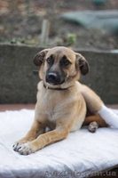 Отдам в хорошие руки щенка небольшого размера.  - <ro>Изображение</ro><ru>Изображение</ru> #2, <ru>Объявление</ru> #1029697