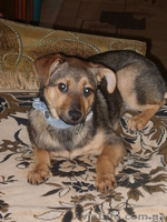 Отдам щенка хорошим людям - <ro>Изображение</ro><ru>Изображение</ru> #1, <ru>Объявление</ru> #1024725